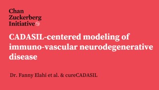 CZI CADASIL-centered modeling